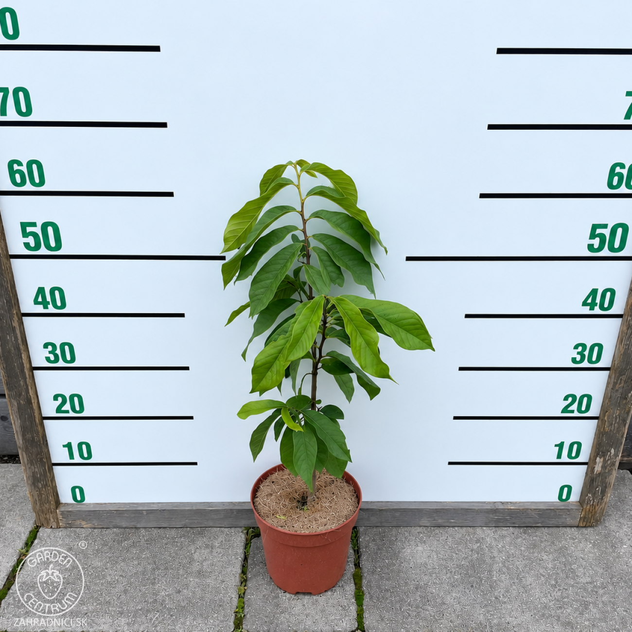 Obrázok Asimina trojlaločná - Banán severu PAW PAW (Asimina triloba) - výška 40-60 cm, kont. C3L